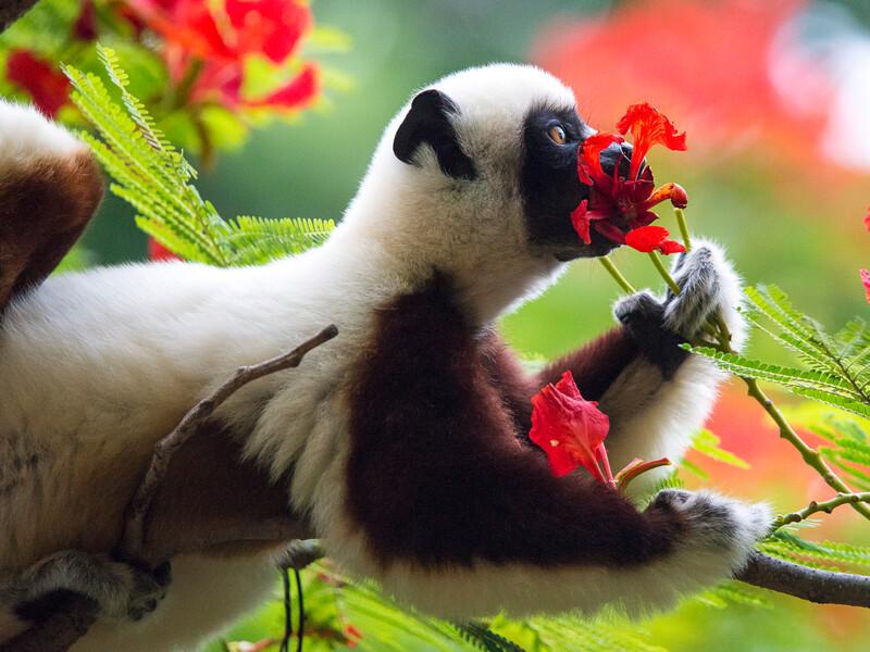 Direct charter flights Poznań/Wrocław/Warsaw - Nosy Be, Madagascar with NEOS AIR for the summer-autumn 2025 season