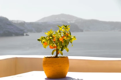 BILETE DE AVION! OFERTE! Grecia, Chișinăul - Creta 15.10.2026 61 &euro;