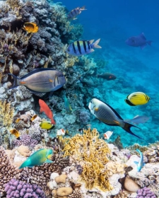 BILETE DE AVION! OFERTE! Egiptul, Bucureștiul - Sharm el Sheikh - Bucureștiul 21.06.2025-28.06.2025 253 €