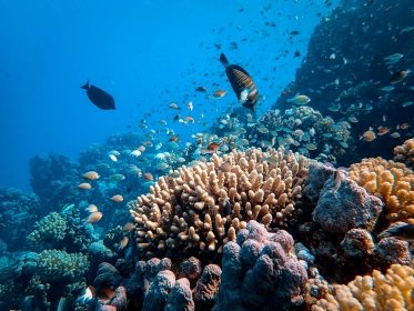 BILETE DE AVION! OFERTE! Egiptul, Chișinăul - Sharm el Sheikh 03.05.2026 170 &euro;
